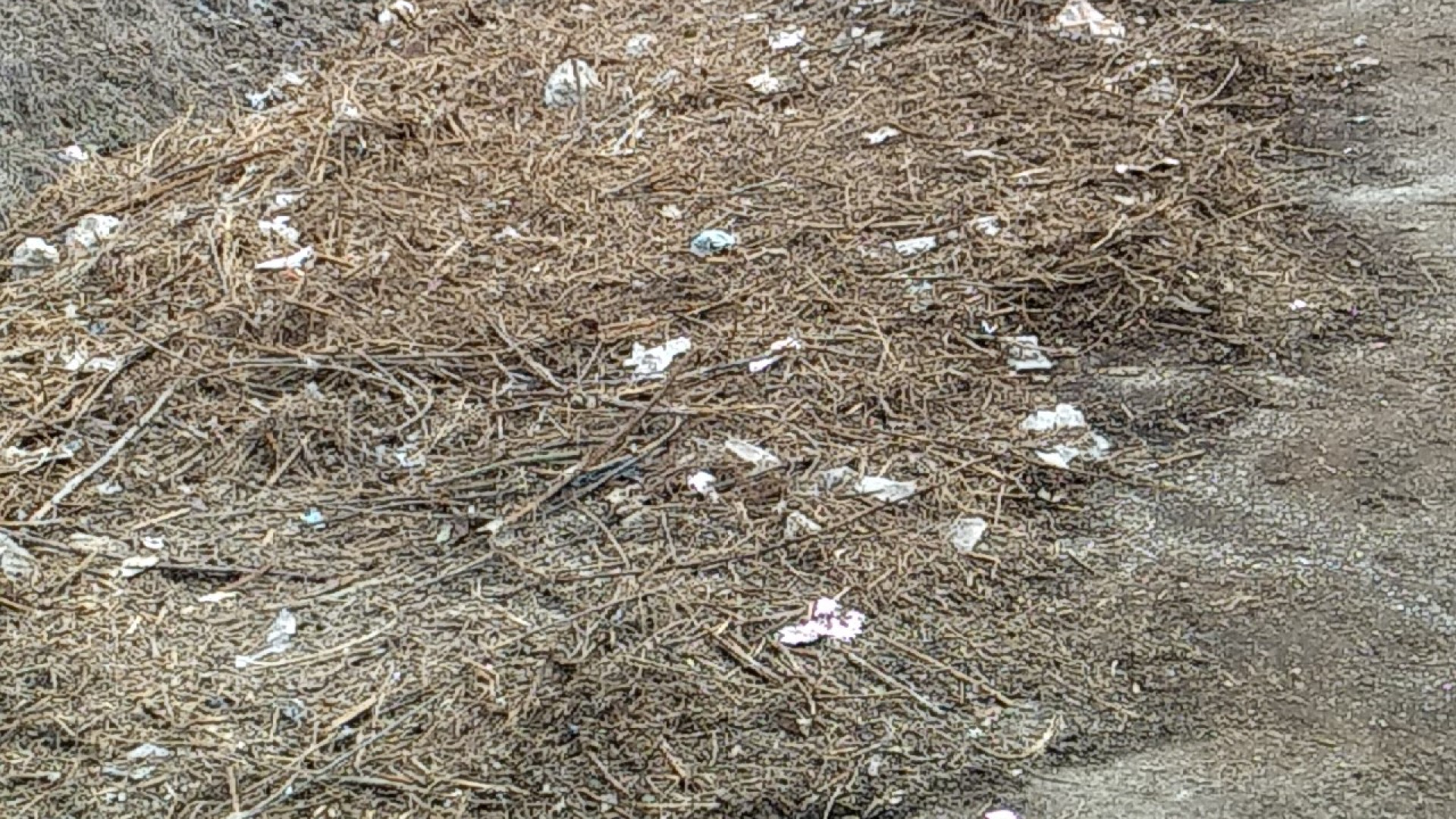 Degrado in via Codagnello, i residenti: "E' una discarica a cielo aperto"