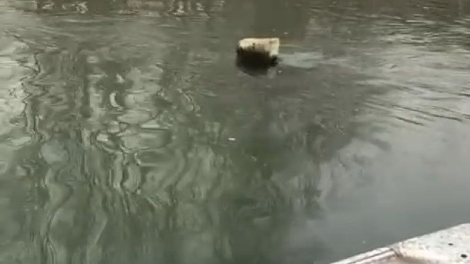 Il Po è sempre più "asciutto". Del Grande Fiume affiorano vecchi piloni in legno