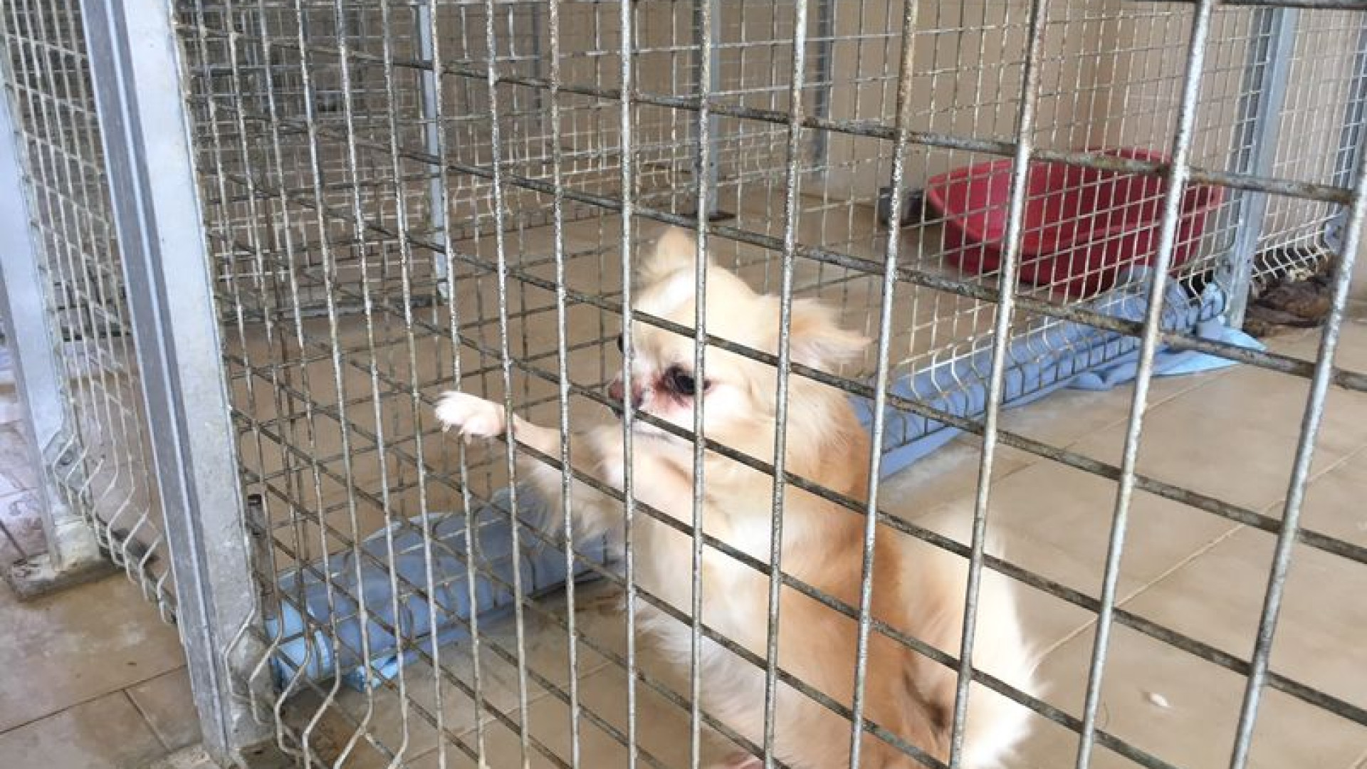 “Situazione canile insostenibile, da 19 mesi non riceviamo soldi”