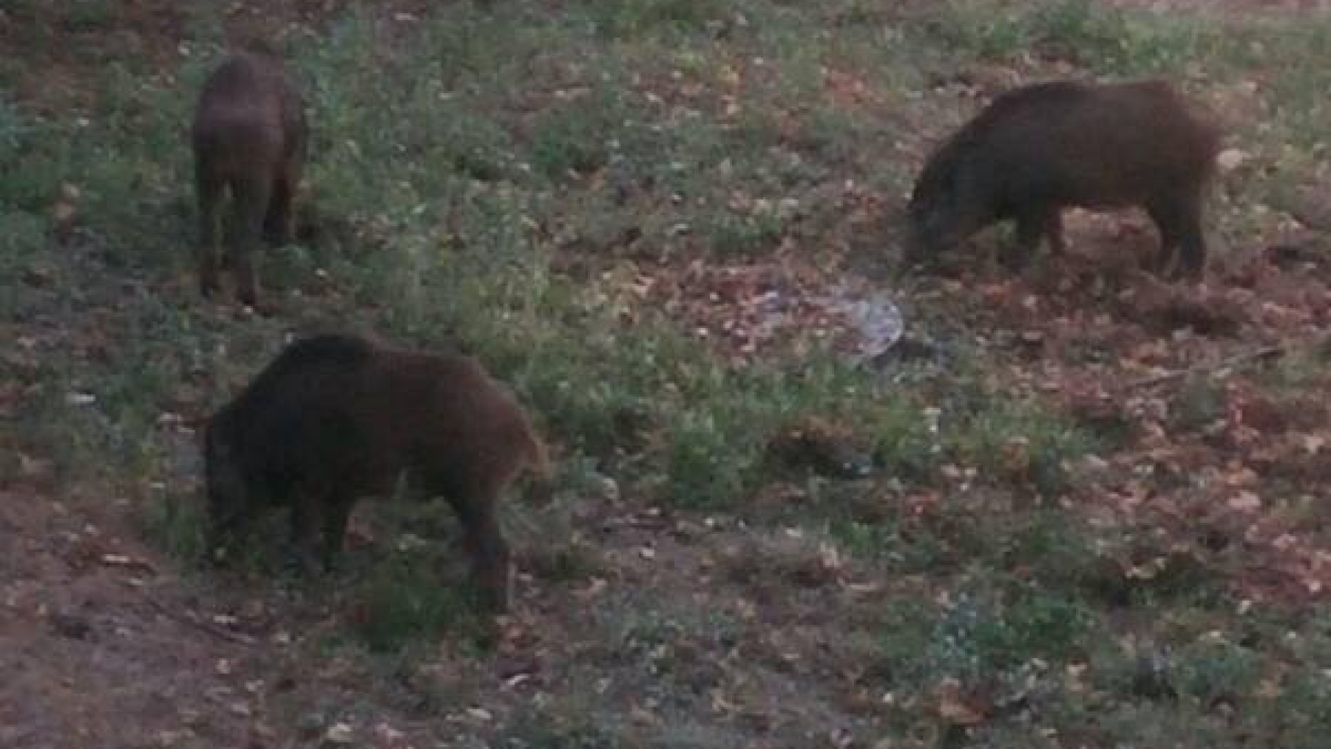Colazione con i cinghiali: viticoltore si sveglia e ne trova tre in giardino
