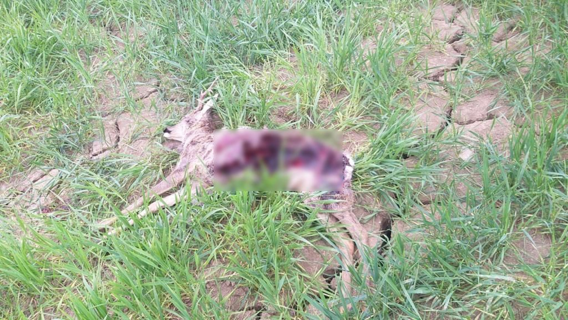 Durante una passeggiata trovano capriolo sbranato dai lupi a due passi dalla città