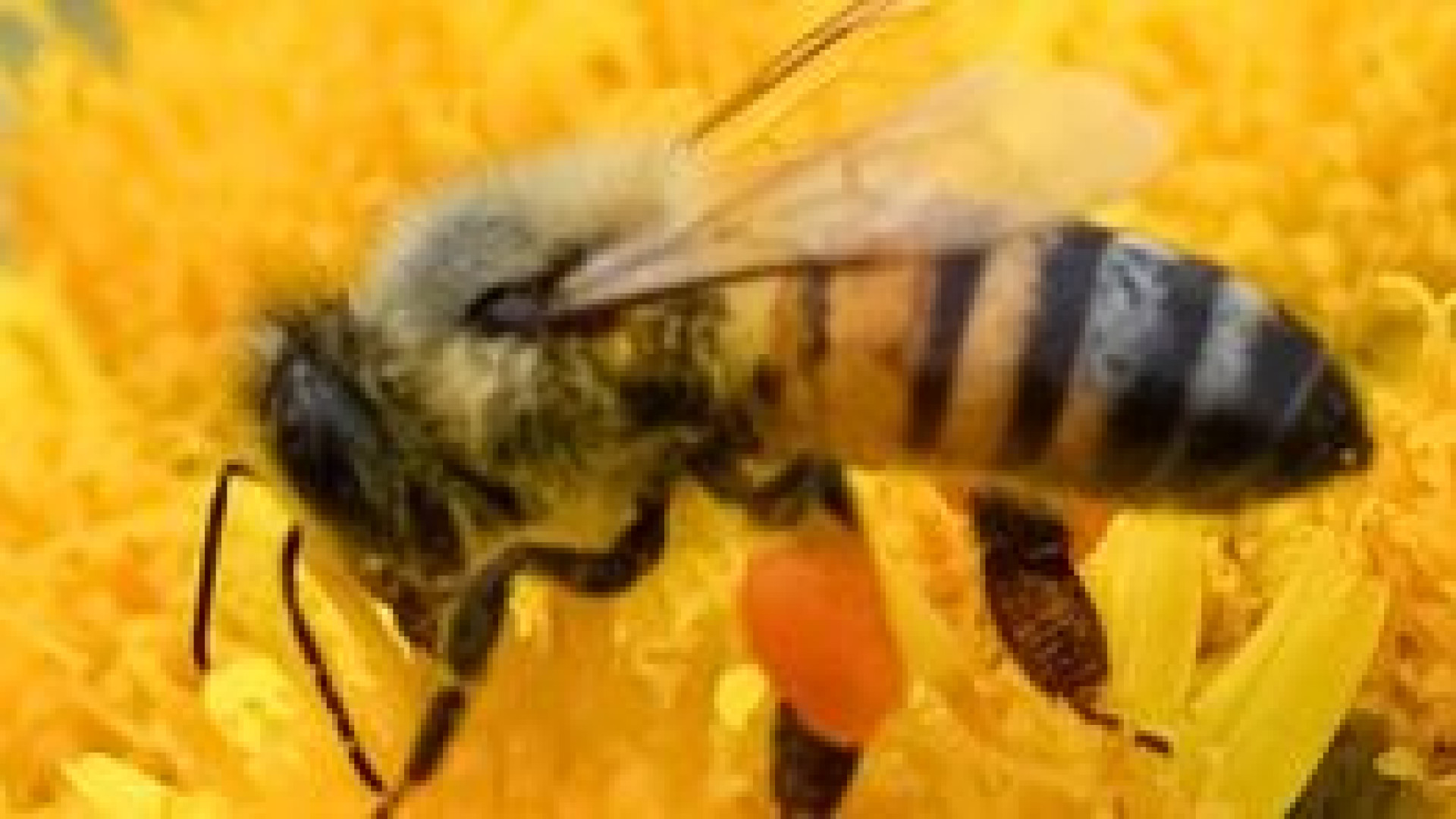 Allergico al veleno dell’ape va in shock anafilattico dopo una puntura