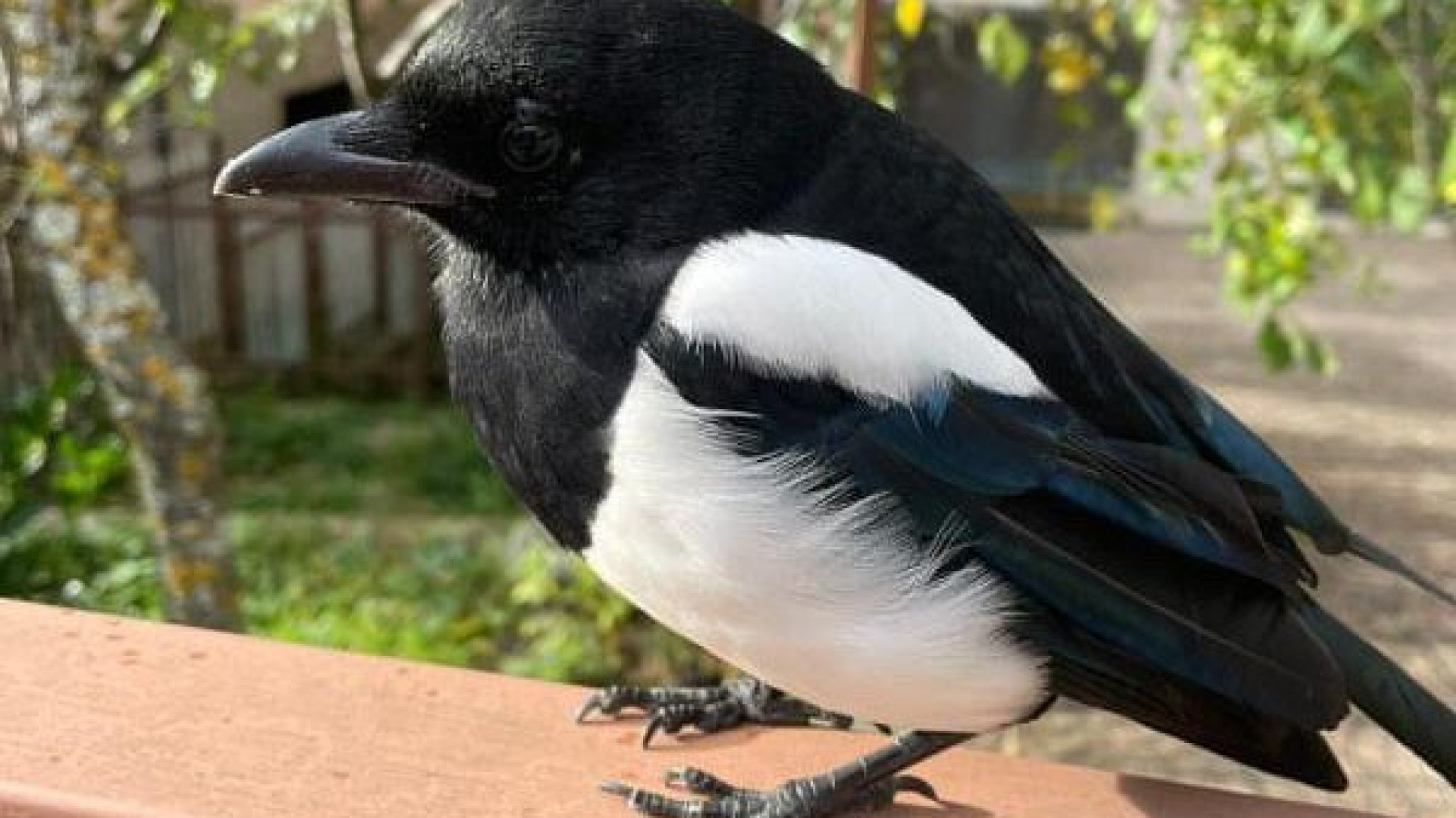 La gazza Berta ospite fissa della piazza di Ottone tra selfie e luccichii attraenti