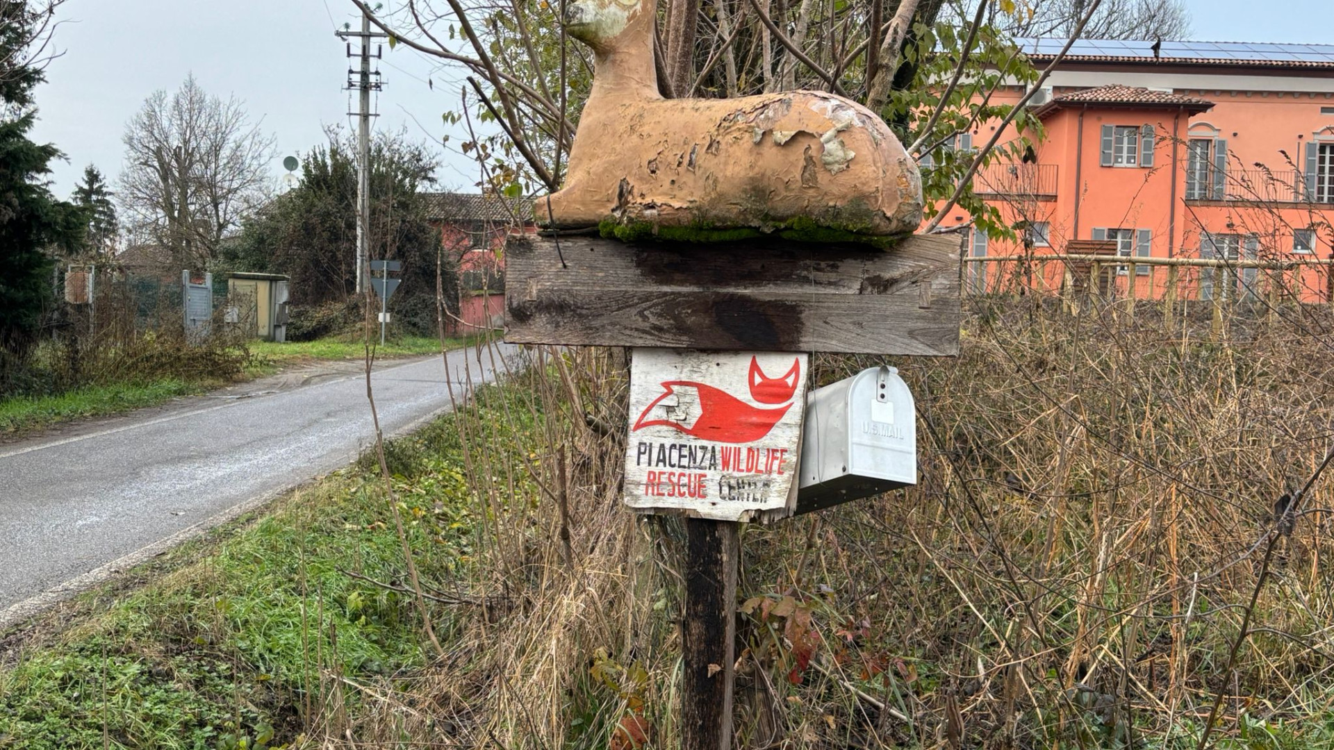 Wildlife rescue center: oltre mille animali curati nel 2024, c'è anche una gru cenerina