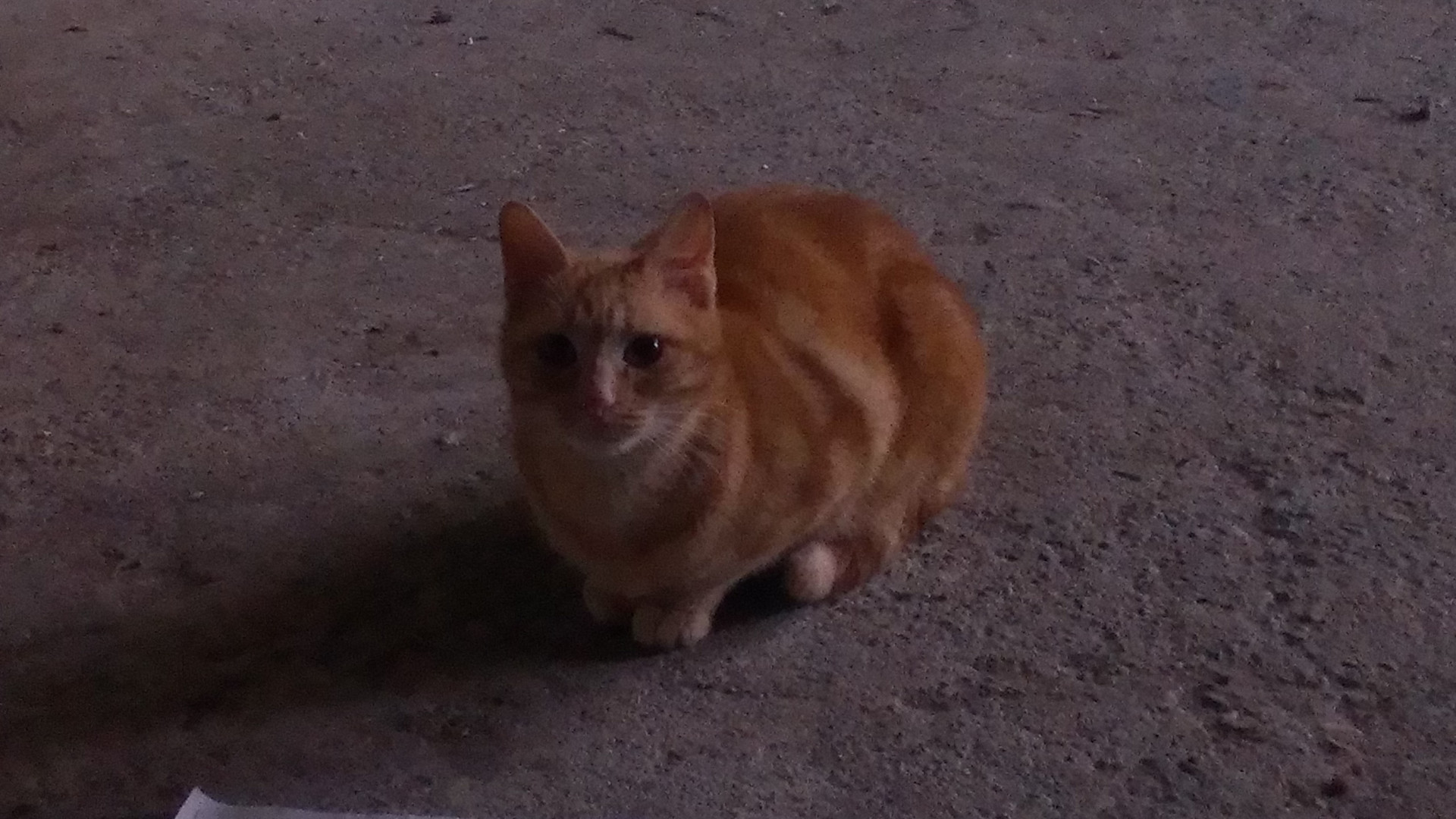 Spariscono 5 gatti a Fiorenzuola, scatta l'allarme: "Li hanno rubati"