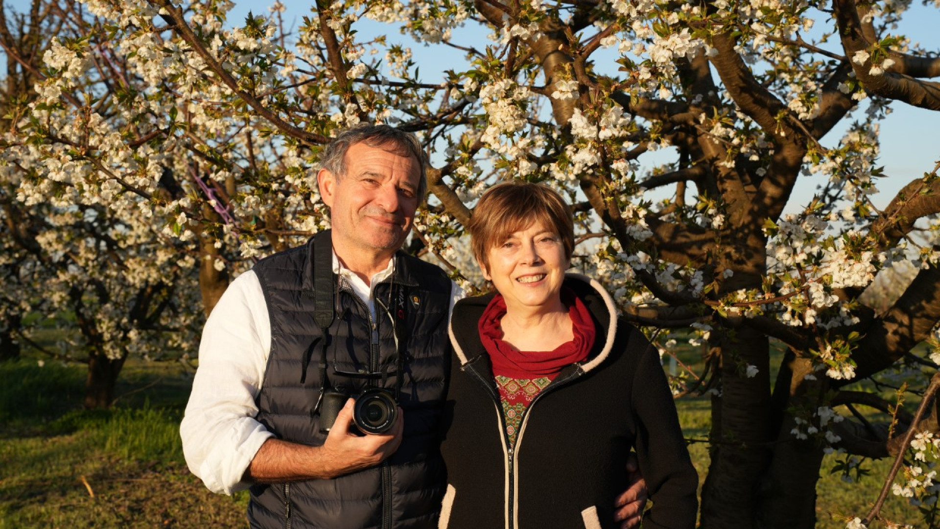 Villanova come il Giappone: lo spettacolo della fioritura dei ciliegi. Video