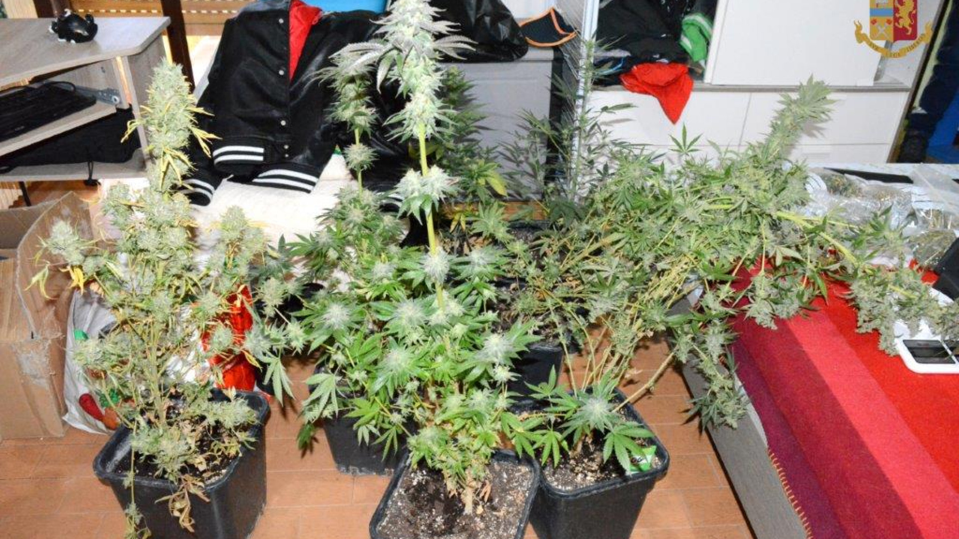Coltivava in casa marijuana di ottima qualità, arrestato grazie alla segnalazione dei vicini