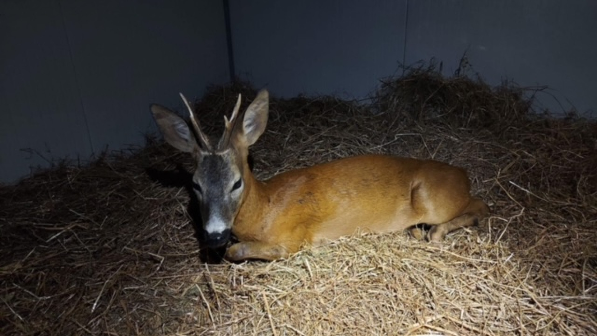 Ricci, caprioli e rondoni. Mille interventi del Wildlife Rescue Center nel 2022