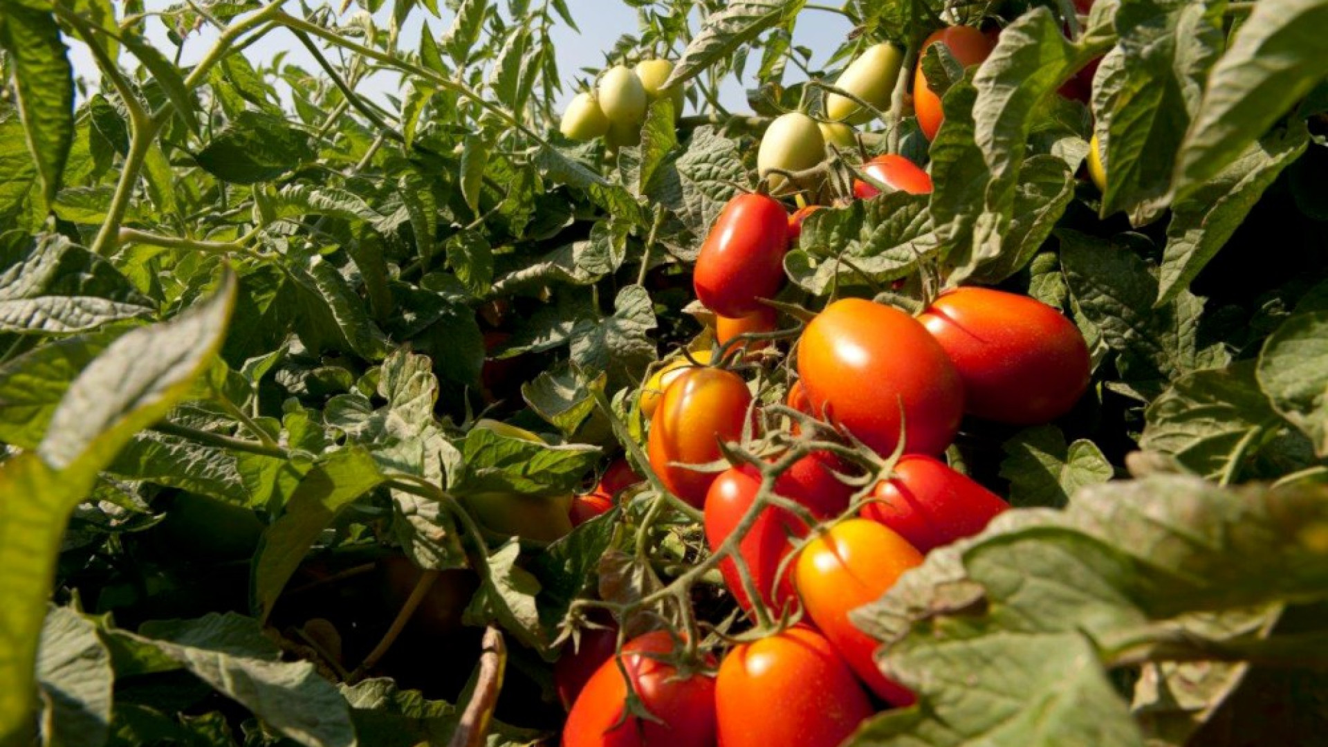 Campagna del pomodoro, Arata: "Qualità buona ma temperature troppo alte"