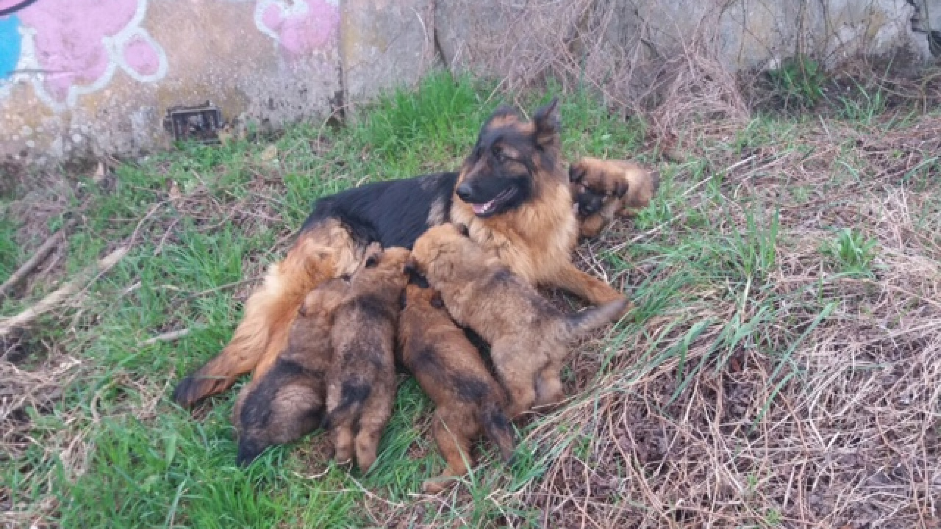 Pastore tedesco e cinque cuccioli vaganti nel canale di scolo, giovane li salva