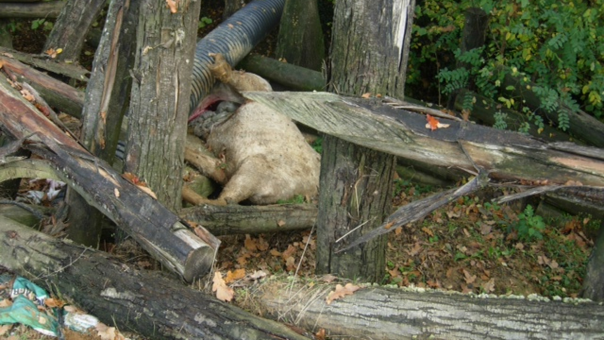 San Giorgio: cavallo sbranato nel recinto. Lupi o cani all'opera?
