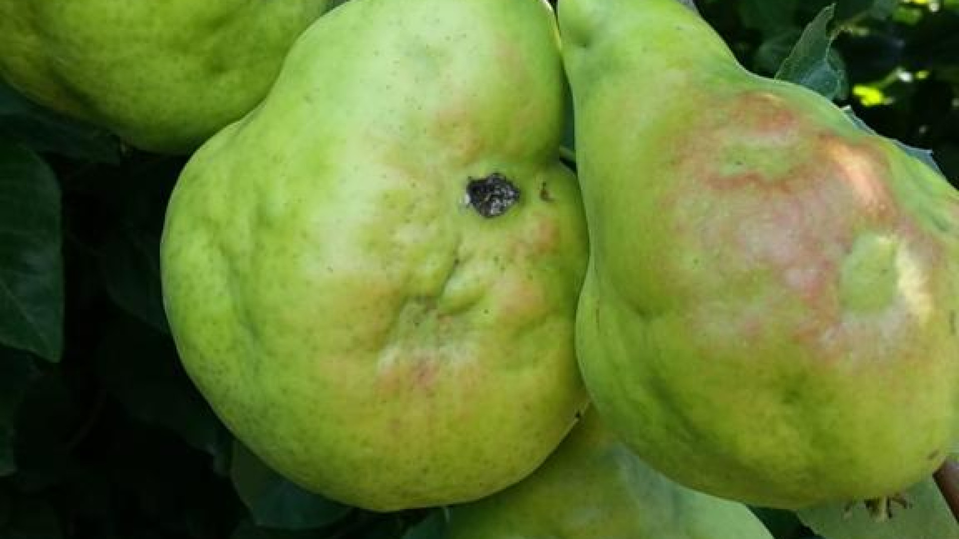 Emergenza cimice asiatica, Coldiretti: "Urgente incontro in Regione"