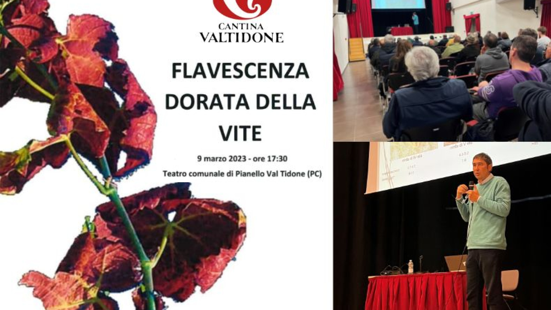 Scongiurare l'epidemia di flavescenza dorata. Cabina di regia per i viticoltori