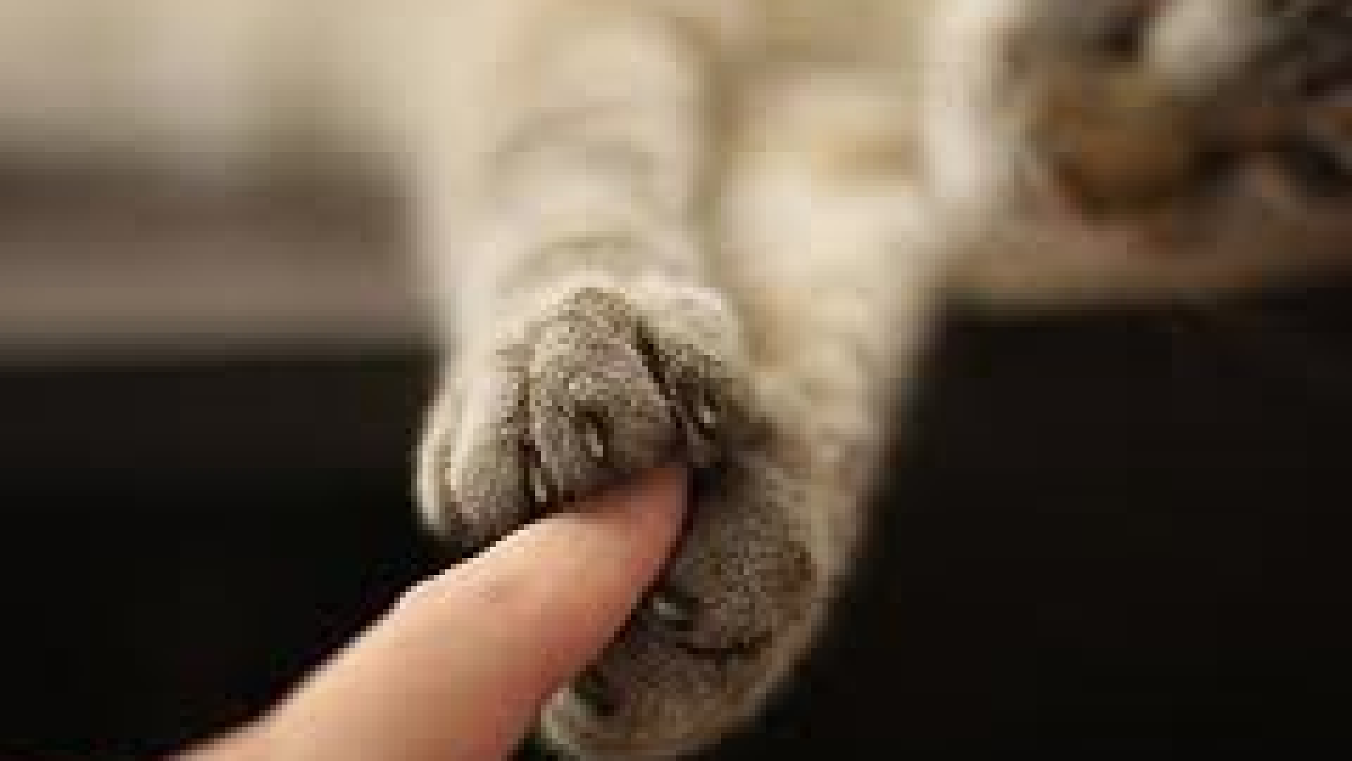 "Gatto Natale", a Castel San Giovanni esposizione felina internazionale