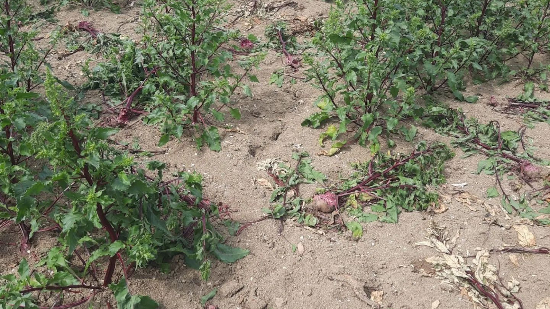 Non solo cinghiali: nella zona di Gragnano campi devastati dagli istrici