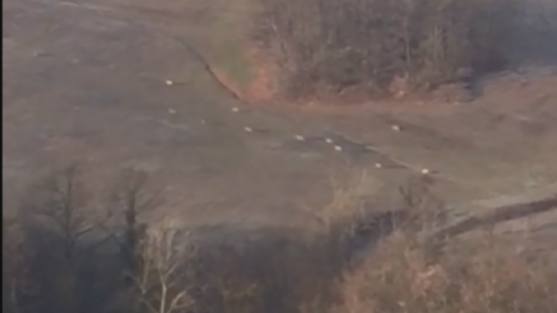Castellana di Gropparello, branco di 13 lupi vicino alle case GUARDA IL VIDEO