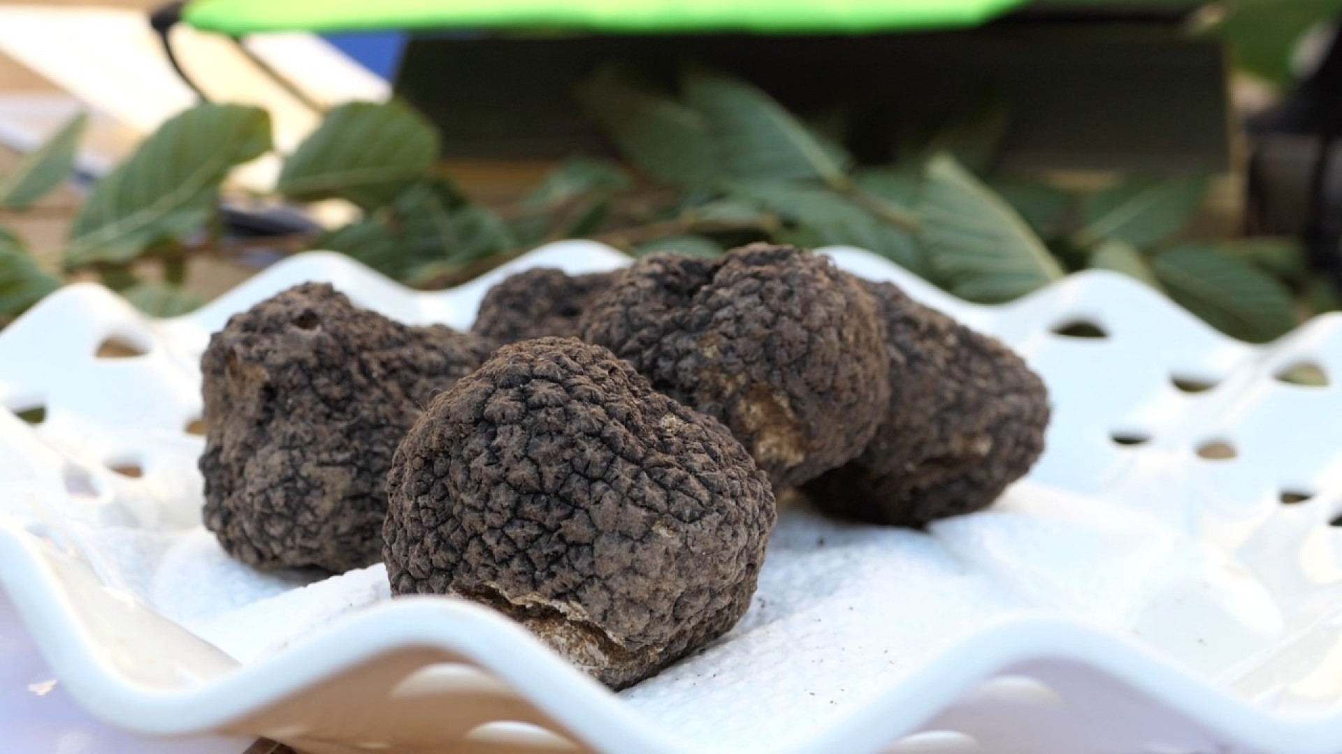 Domenica a Pecorara torna la 31° edizione della Rassegna provinciale del tartufo