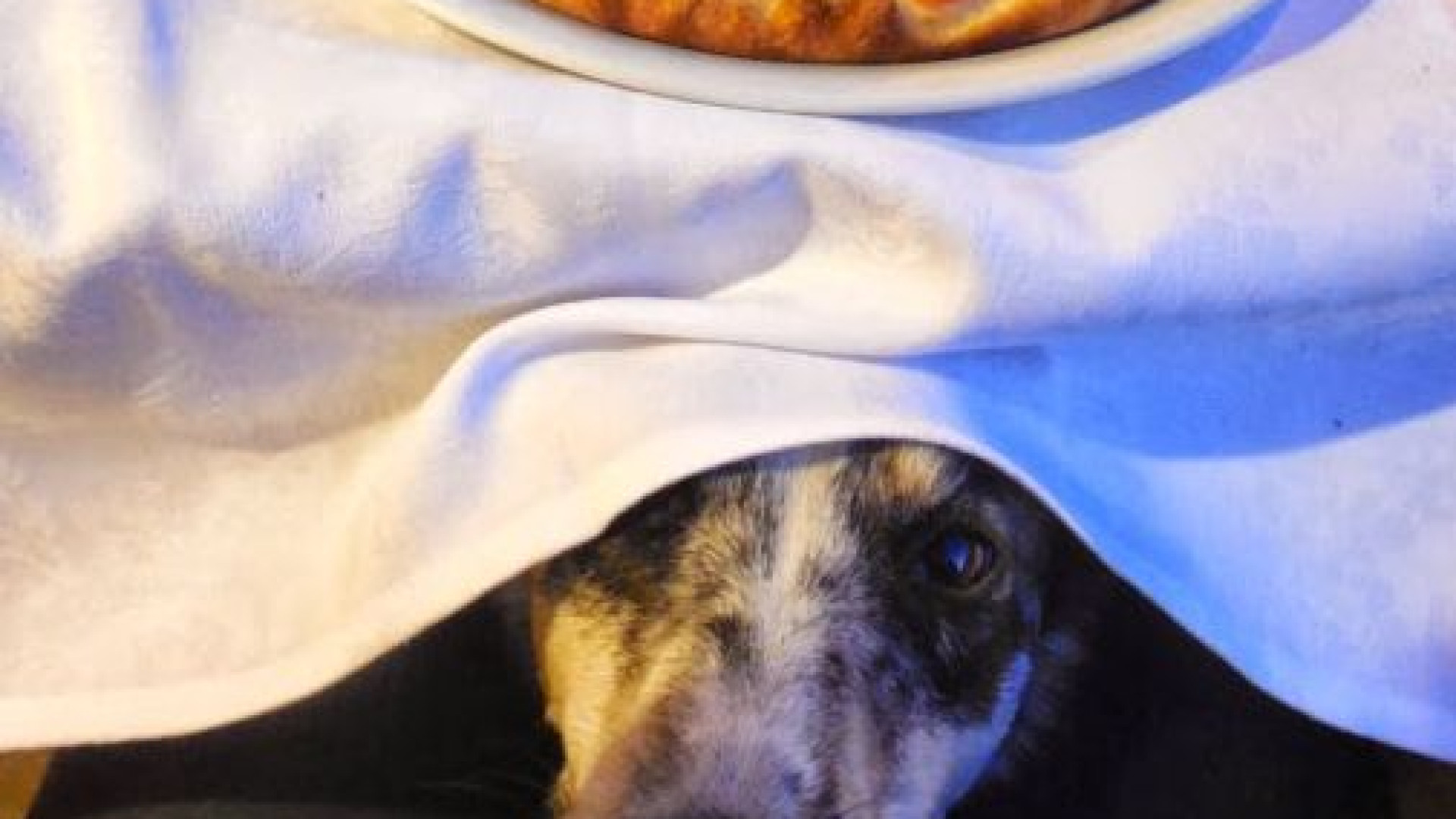 Via libera ai cani al ristorante. Mai più cartelli con "Qui non posso entrare"