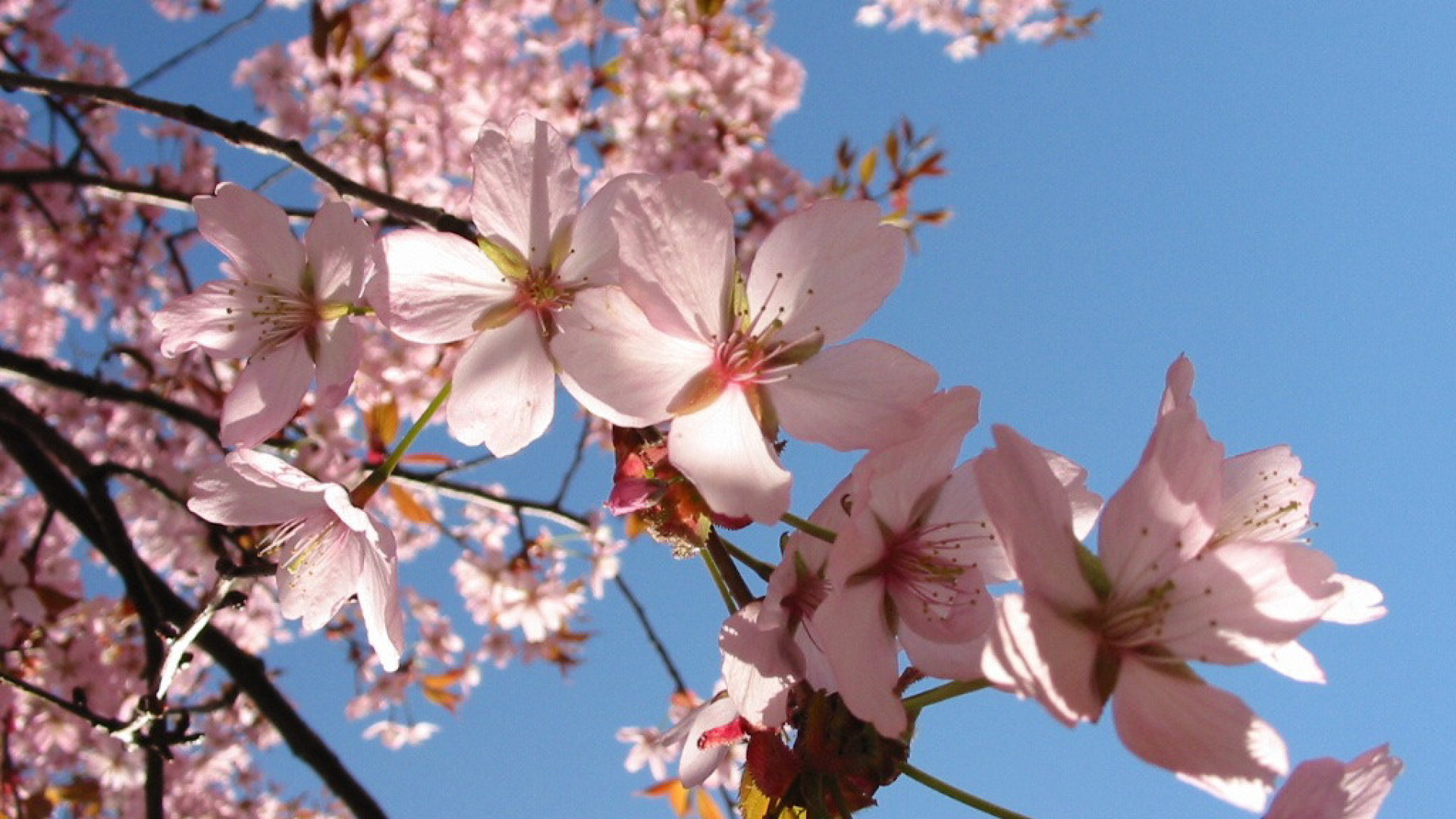 La primavera è arrivata. Fine settimana con la pioggia poi bel tempo