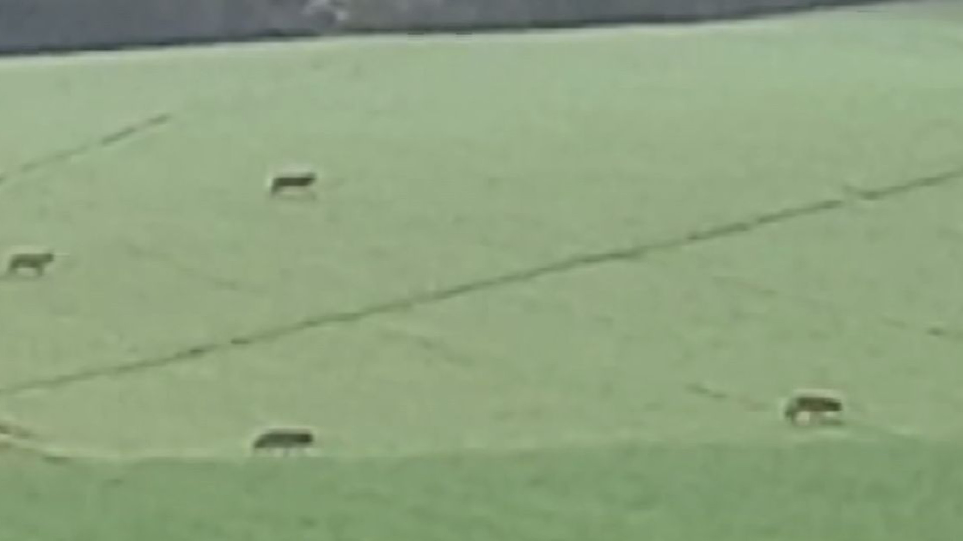 Branco di lupi avvistato sulle colline tra Momeliano e Rezzanello