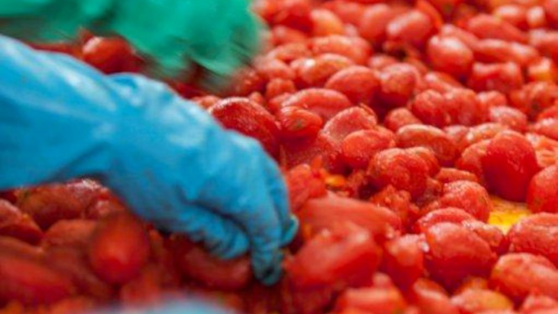 Al via la campagna del pomodoro: buona qualità, 3mila addetti impiegati