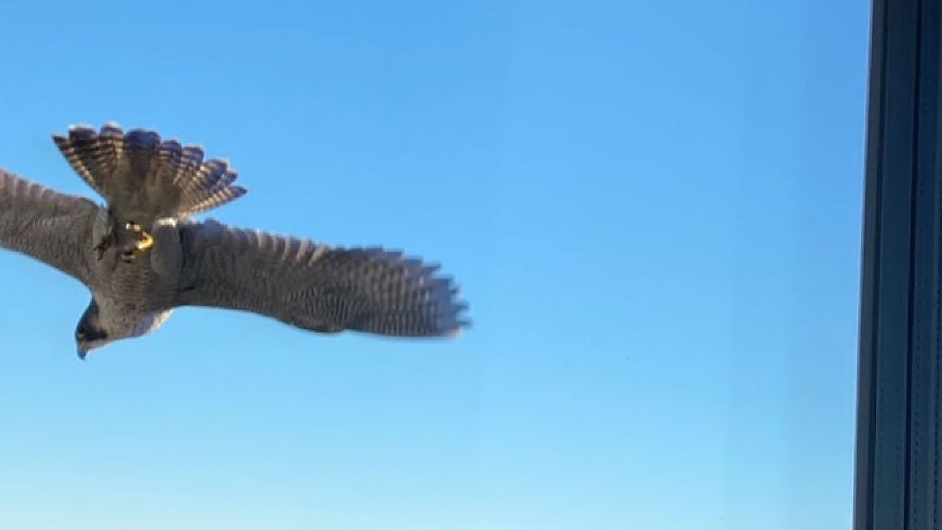 Nuovo inquilino al grattacielo dei Mille: un falco pellegrino. Presto un nido per lui