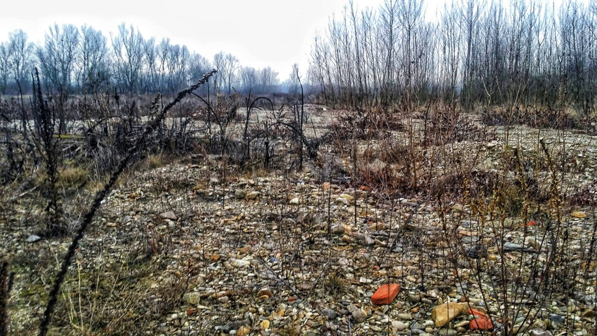 Un bosco nel greto del Tidone in secca: "Grave pericolo in caso di alluvione"