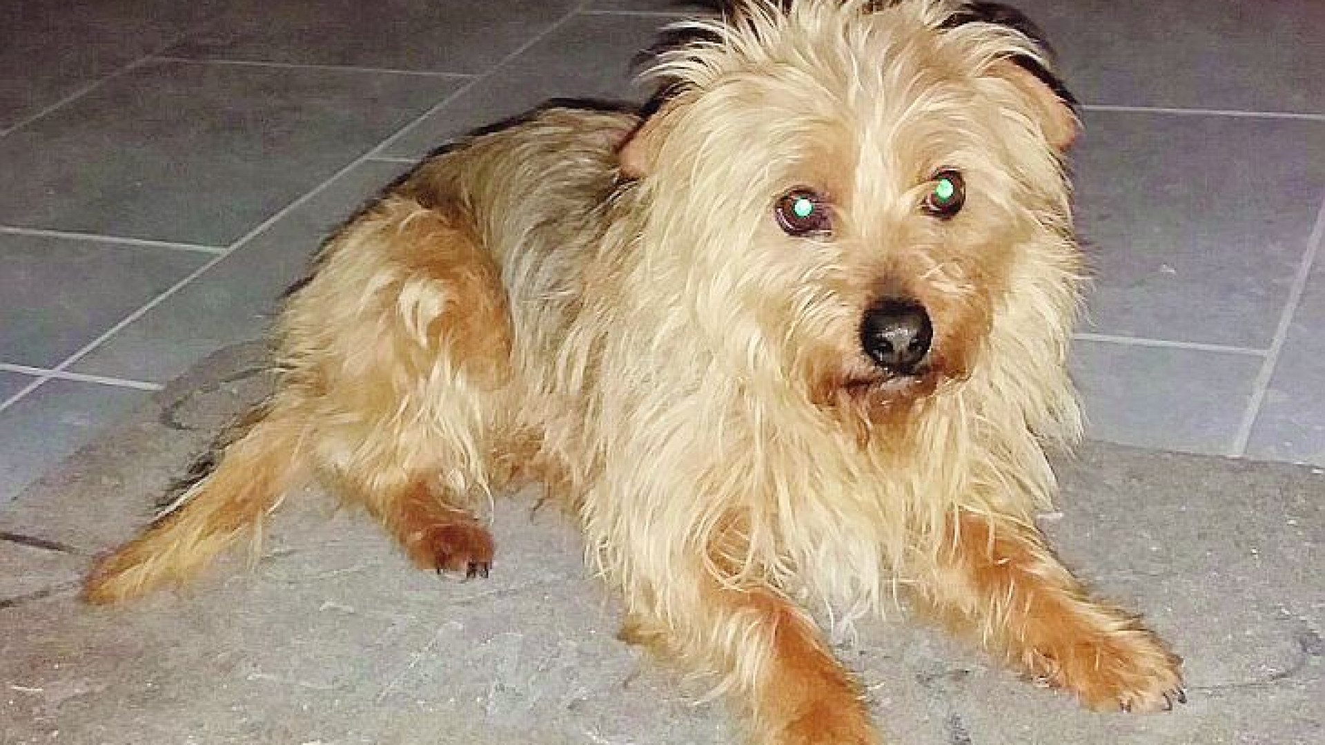 Sdegno a Saliceto: il cagnolino Lucky colpito a morte da un colpo di carabina