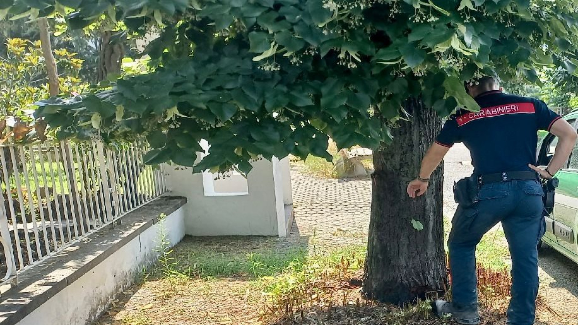 Iniettava benzina negli alberi per farli morire: fermato |e multato a Rivergaro