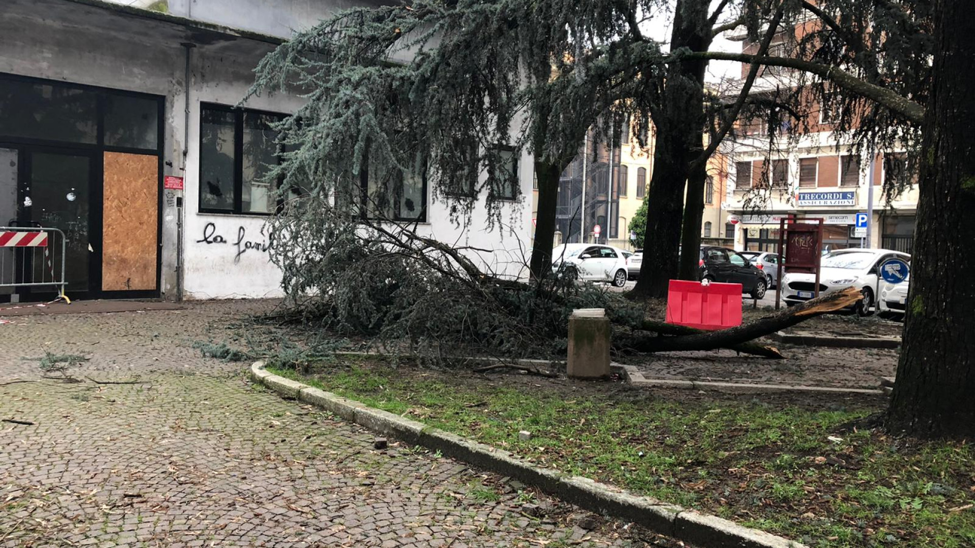 “In piazza Cittadella rami caduti da 15 giorni”. Rimozione in programma