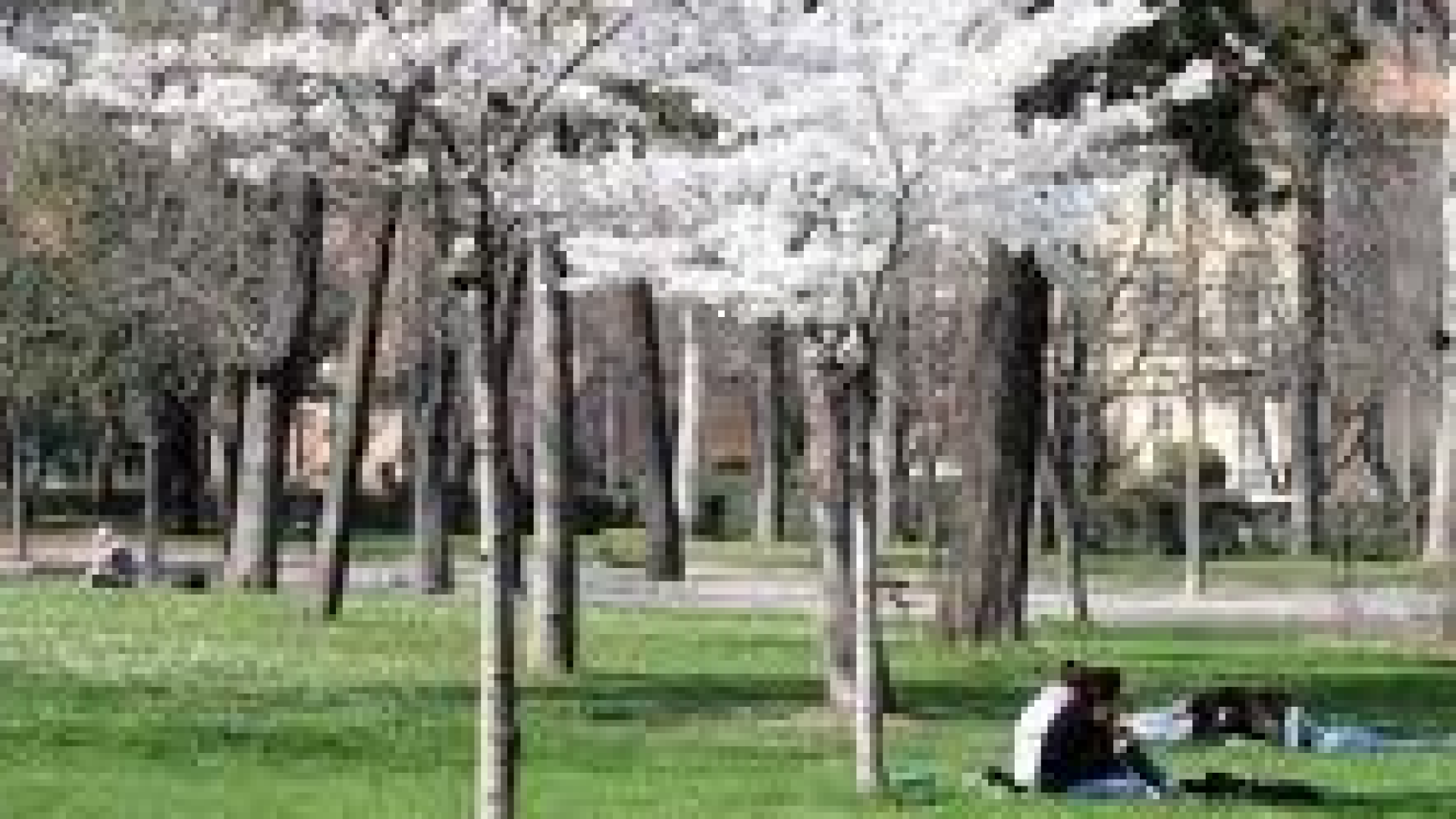 Sempre più caldo, da domenica 20 gradi. Bello fino al 25 marzo