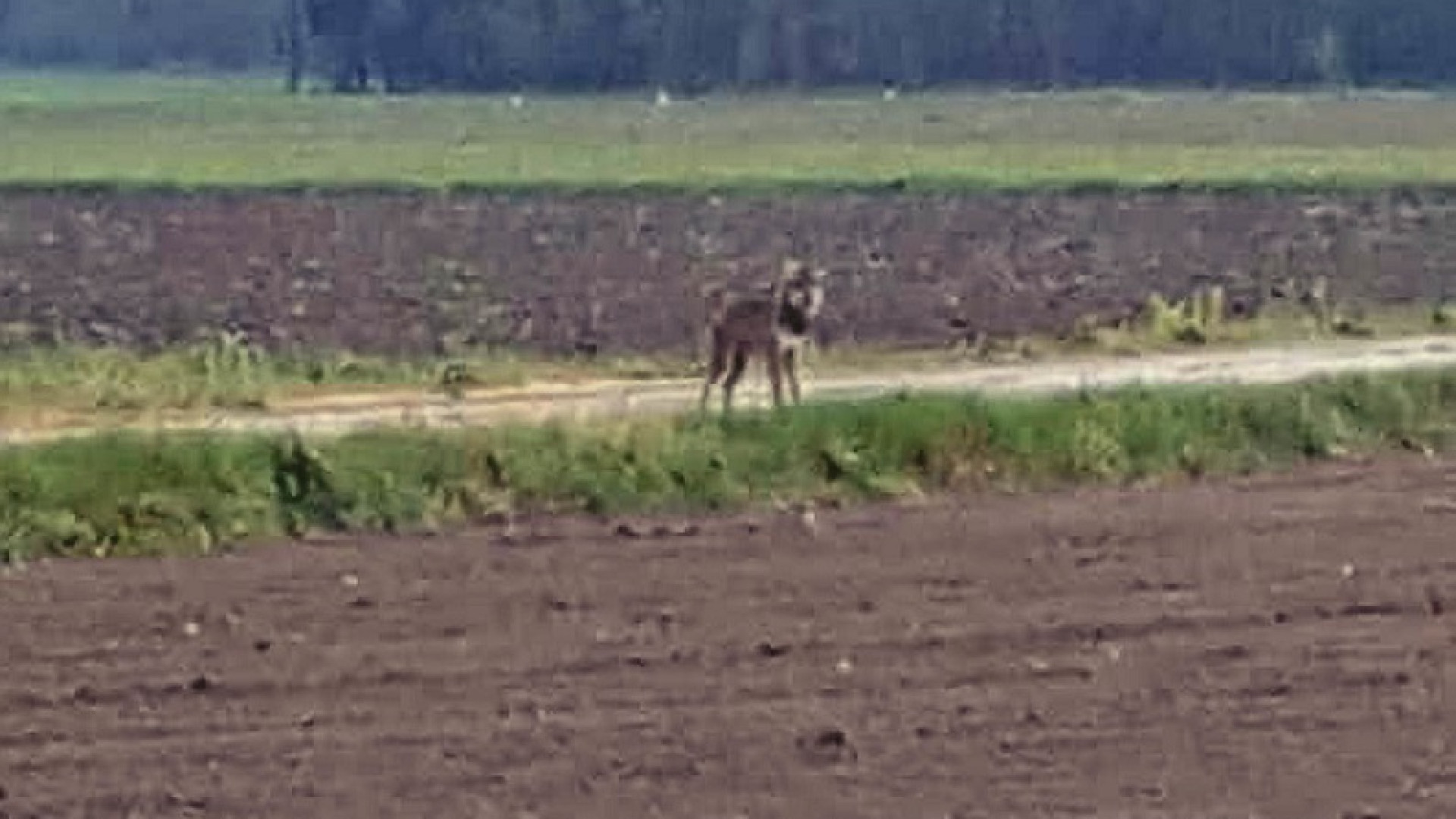 Breno di Borgonovo, agricoltore apre la porta di casa e si trova davanti un lupo