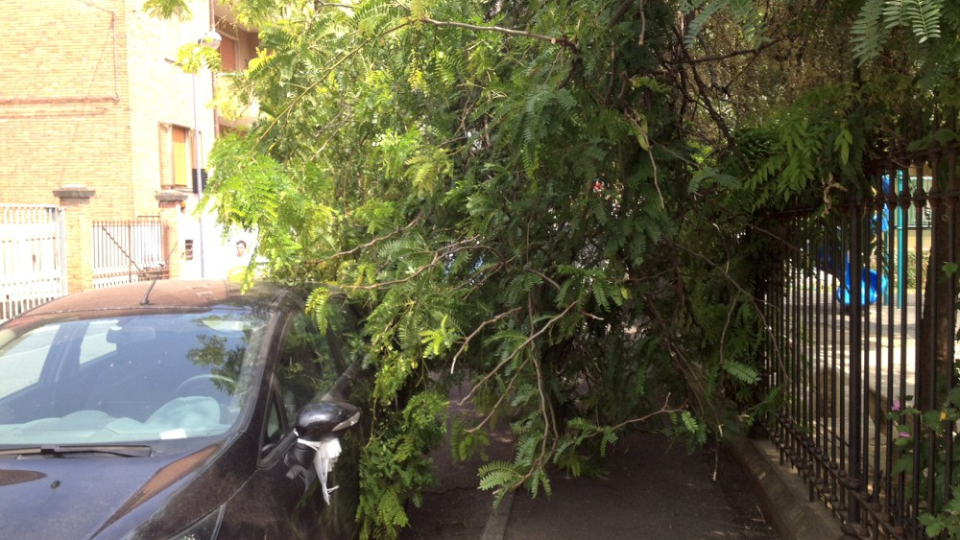 Si spezza un ramo e cade sulle auto in sosta, apprensione in via Giarelli. Nessun ferito