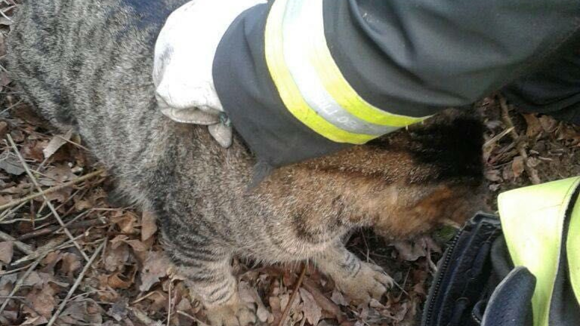 Gatto incastrato nel cofano di un'auto. Per liberarlo arrivano i vigili del fuoco
