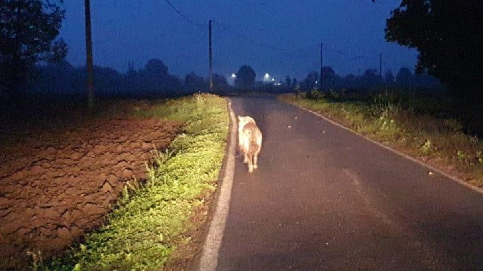 "Quelli di Vallera non sono lupi ma cani selvatici: ancora più pericolosi"