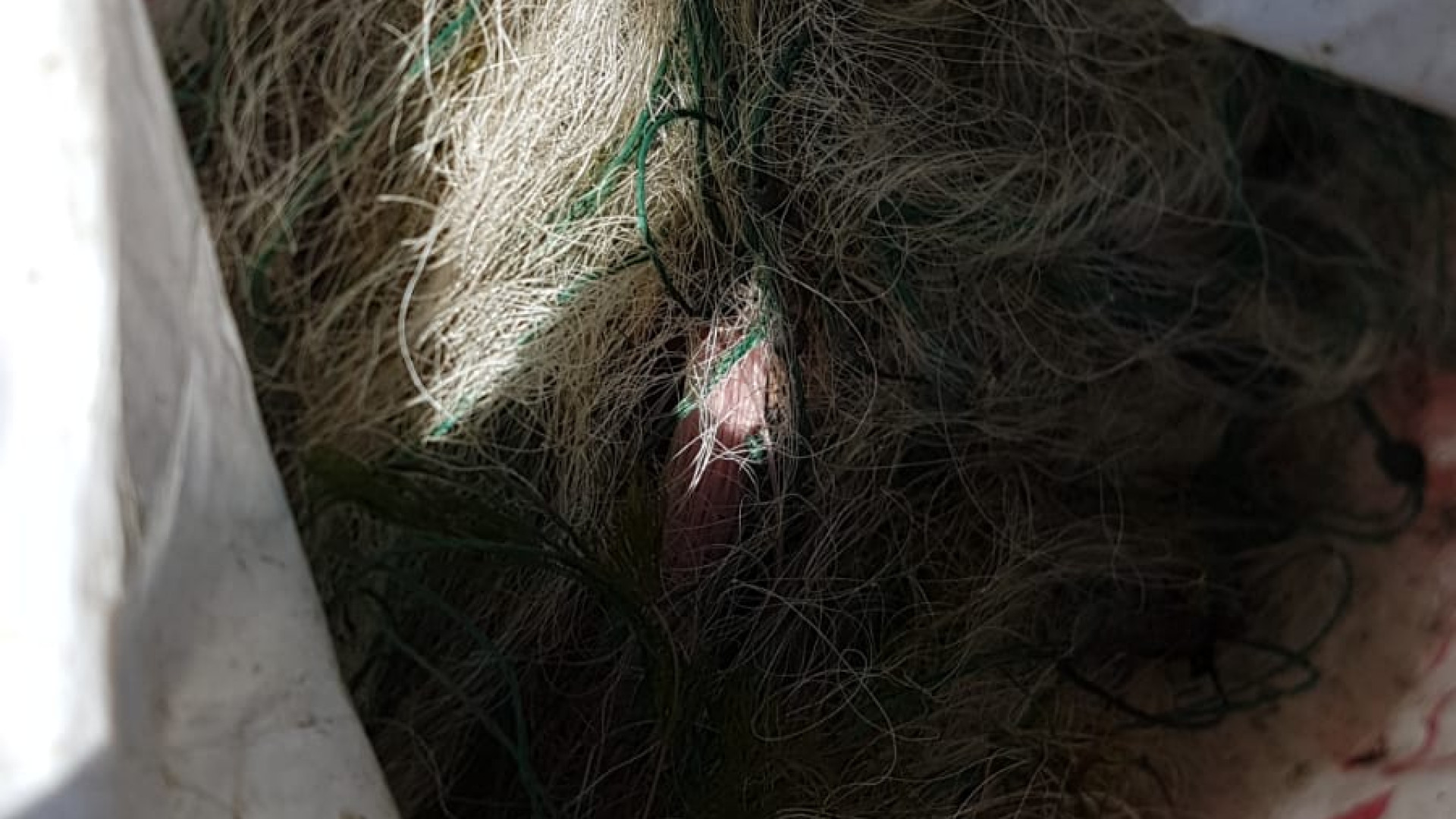 Pesca illegale in Po, a Villanova tramaglio con 30 pesci la cui cattura è vietata