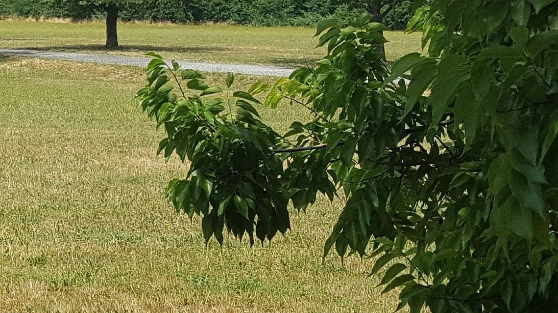 Atti osceni ai giardini pubblici, denunciato anziano di 77 anni