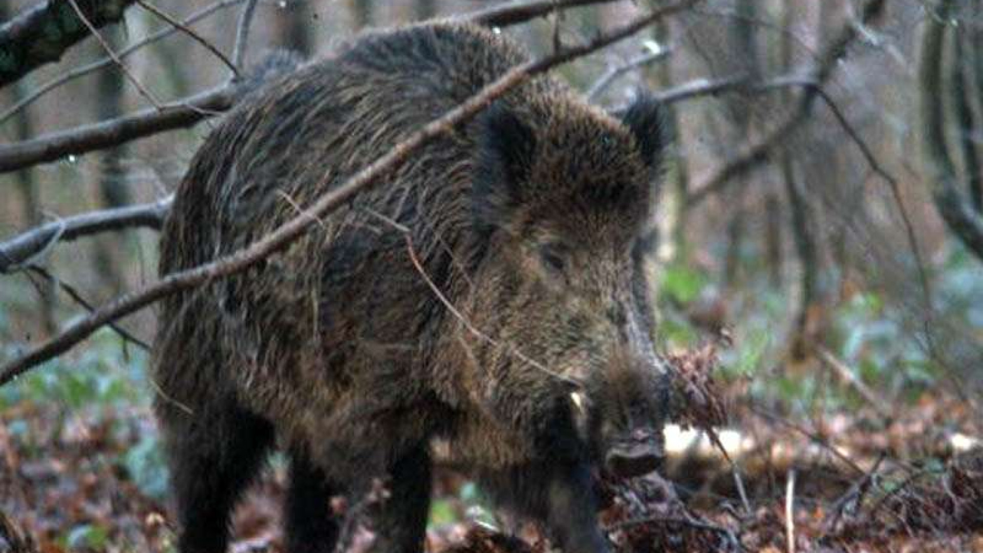 Caccia con l'arco, la proposta sarà discussa in commissione regionale