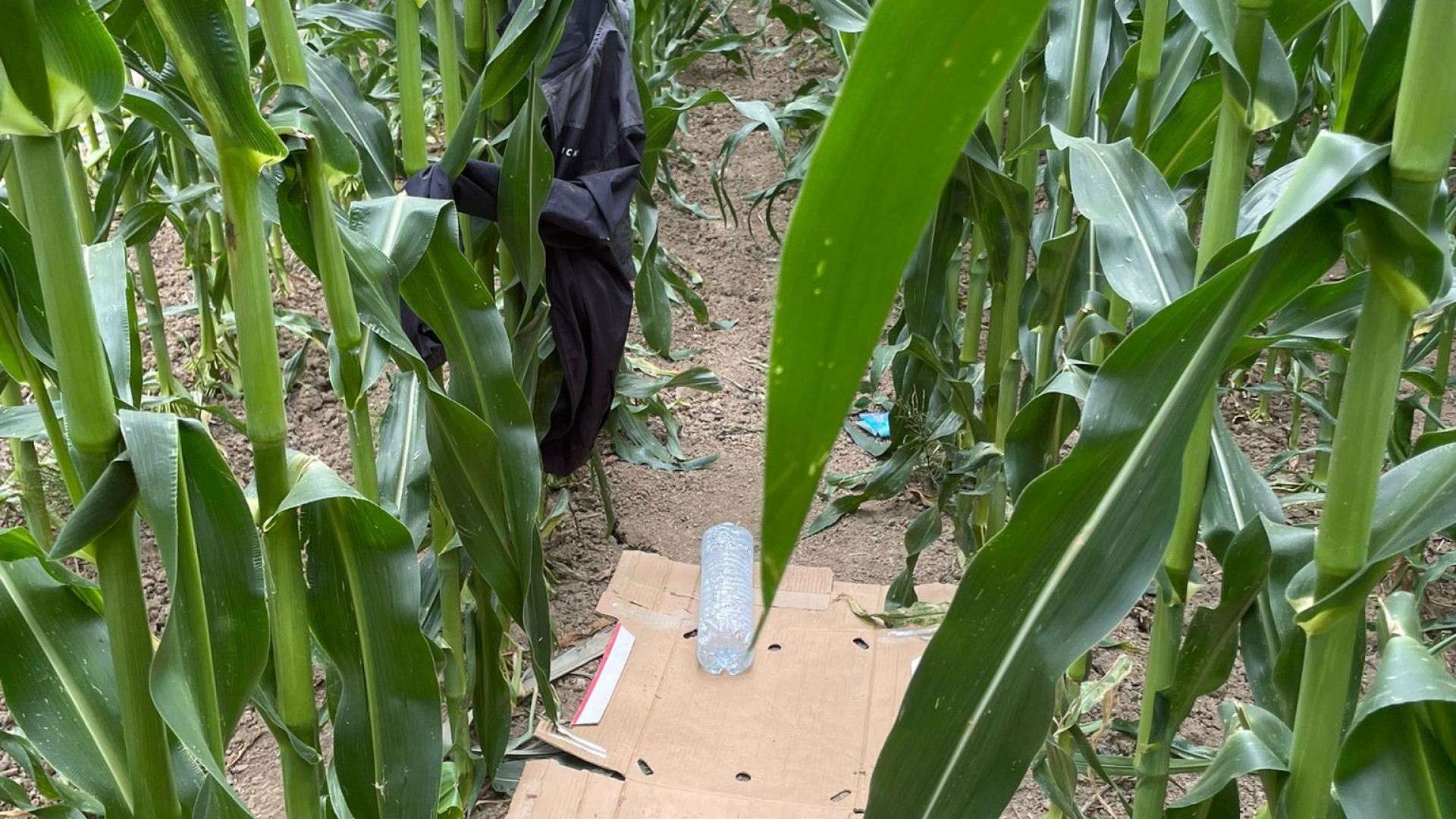 "Nascondigli per lo spaccio tra i campi di mais": agricoltori in allarme