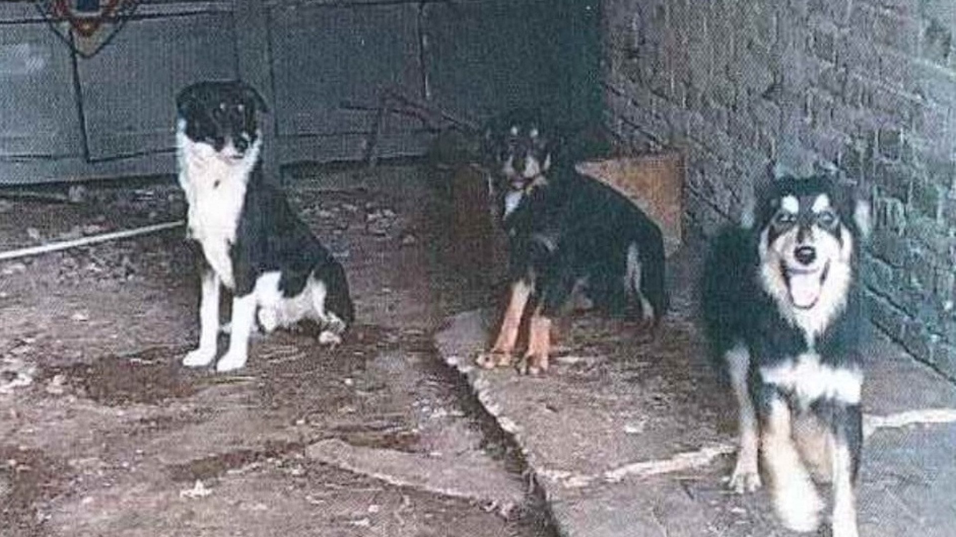 "Erano denutriti e sporchi: ecco come abbiamo salvato quei quattro cani"