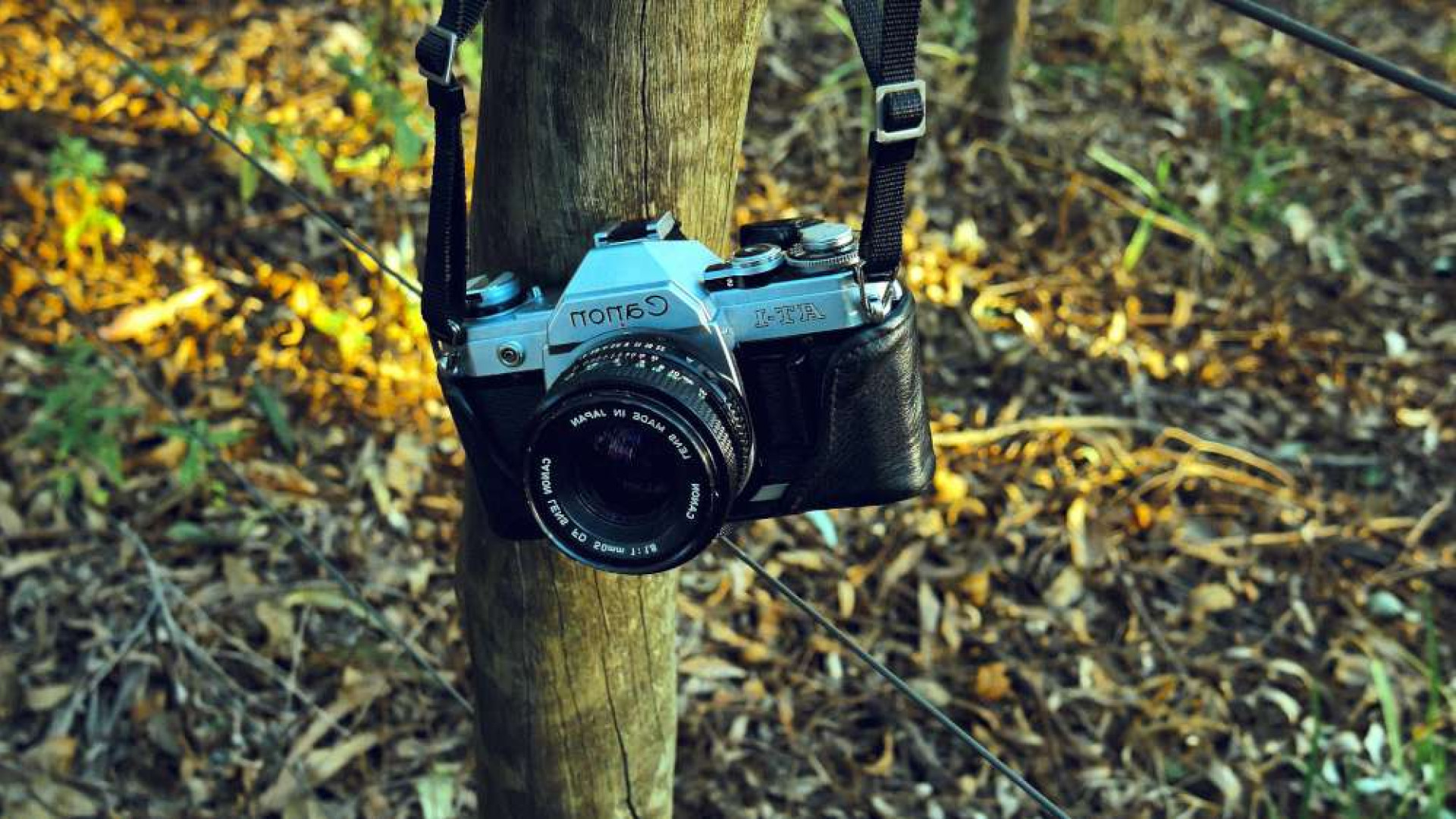 Con la macchina fotografica "cattura" i lupi: la storia di Paolo