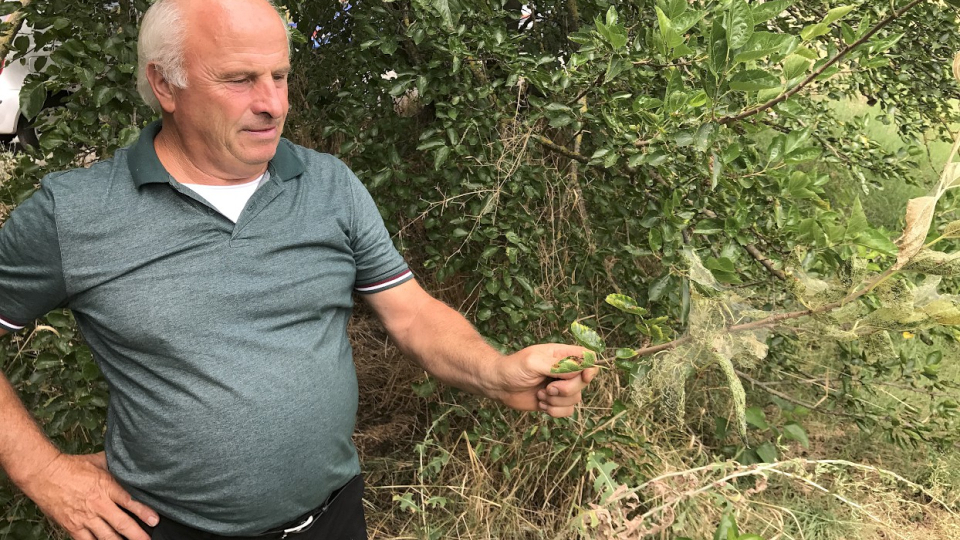 Estate 2019, meno bruchi americani: salve le latifoglie delle frazioni