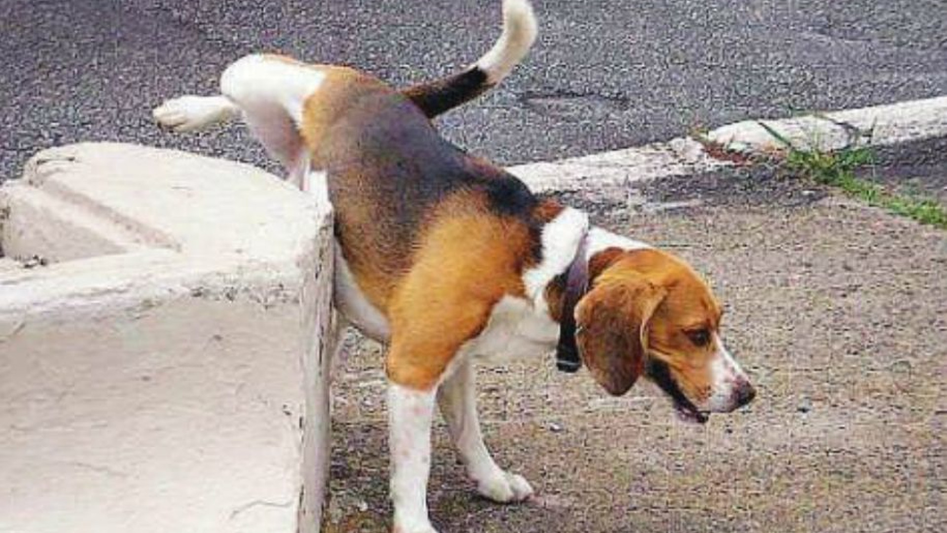 Pulire la pipì dei cani, Colosimo: "Il sindaco pensi a vietare l'abusivismo"