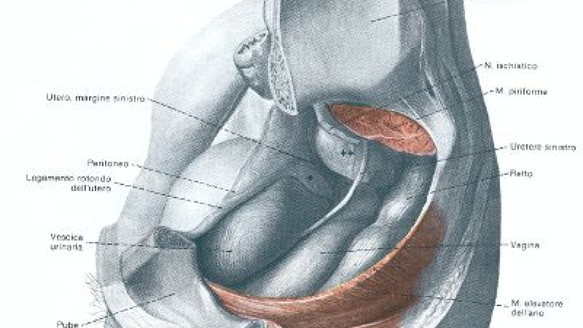 Disfunzioni del pavimento pelvico: martedì consulenze gratuite a Fiorenzuola