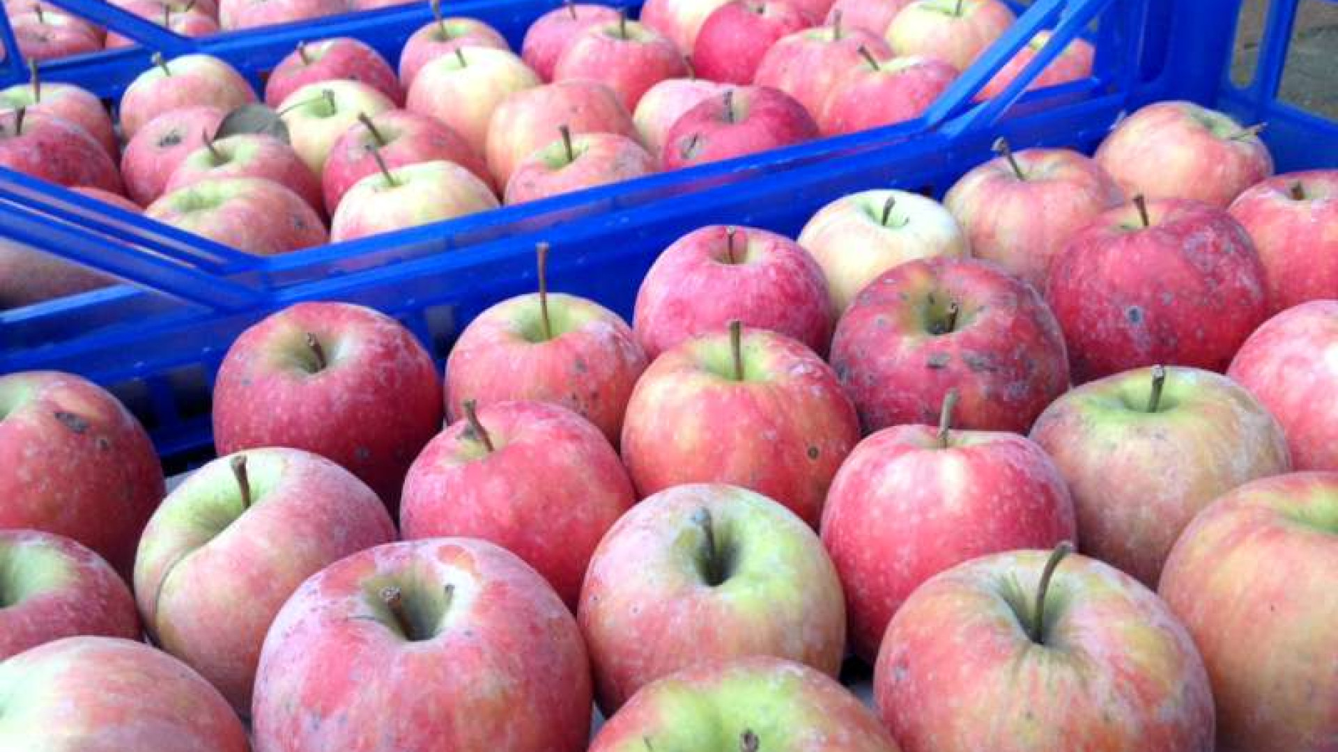 Inverno troppo caldo per la frutta piacentina, a rischio l’intera produzione