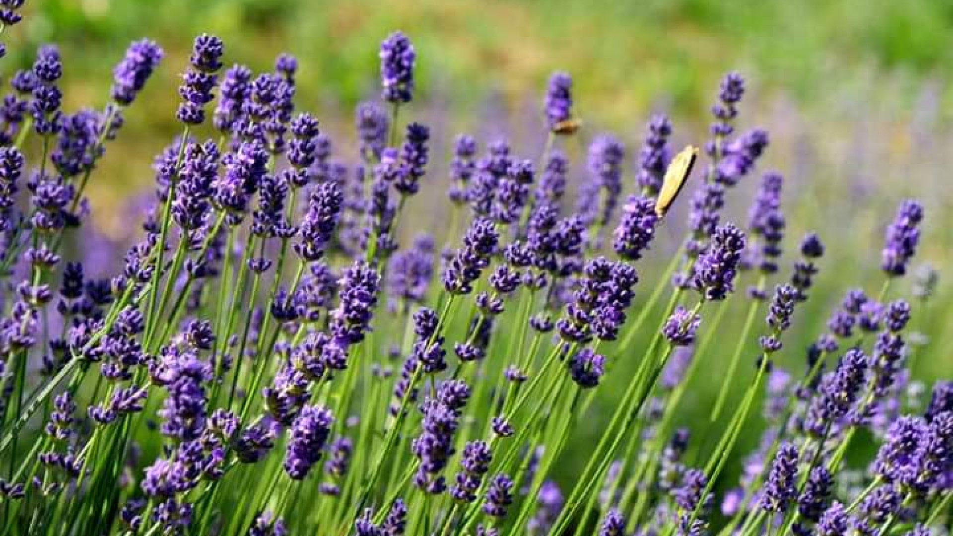 La lavanda e le sue proprietà: "Amica della pelle e utile contro zecche e insetti"