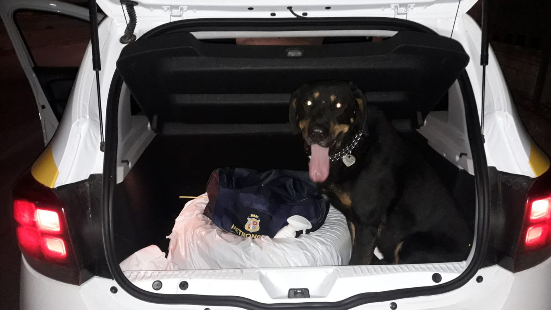 Guardia giurata salva un cane e lo riconsegna al proprietario