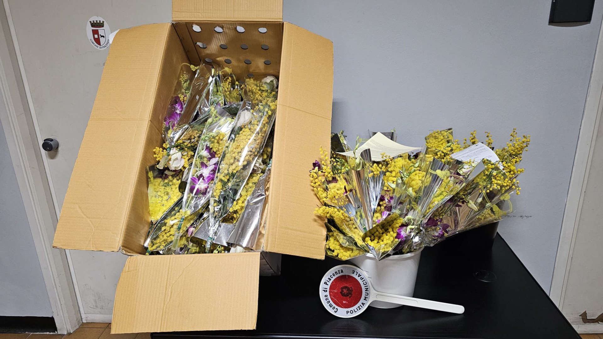 Mimose vendute senza licenza, sequestrati dalla polizia locale 126 mazzi