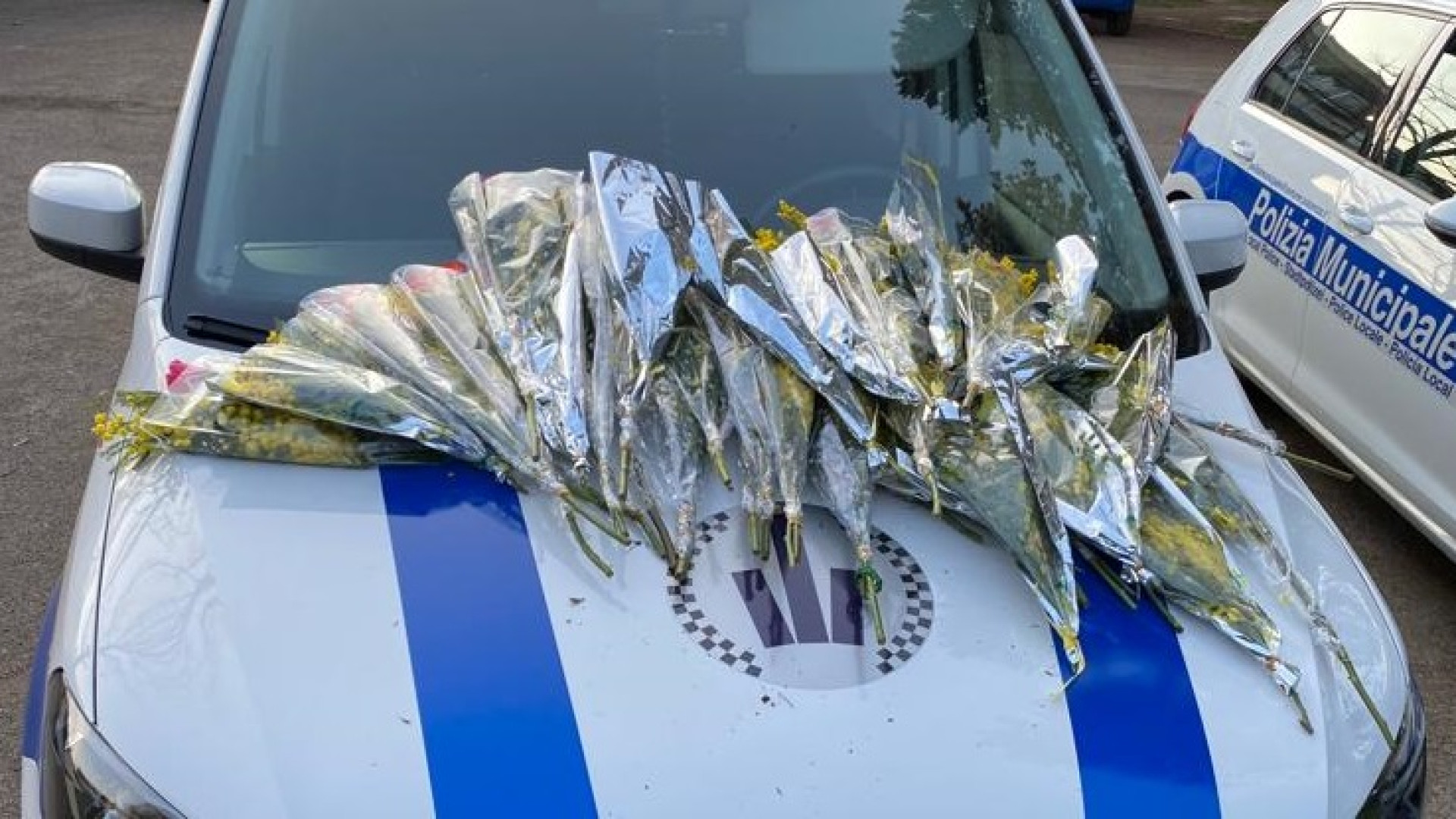 Ottanta mazzi di mimose sequestrati l'8 marzo. Il bilancio della polizia locale