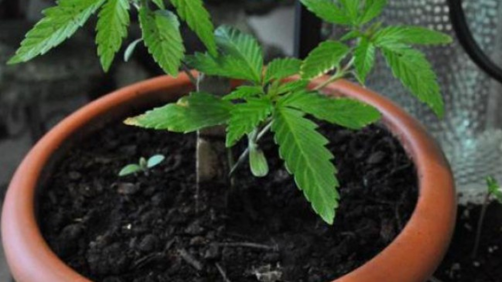 Pontedellolio, 13 piante e 20 grammi di marijuana: 40enne denunciato